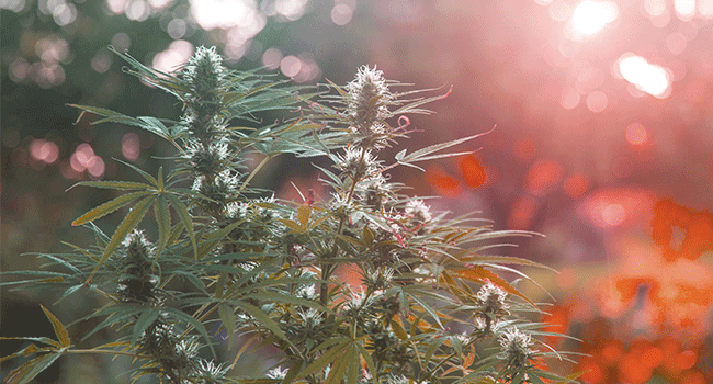 Grow Autoflowering Plants Outdoors