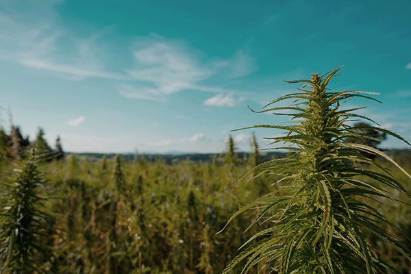 Cannabis grown Outdoors