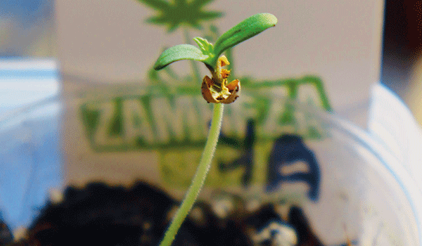 Zambeza Cannabis Seed Germinated