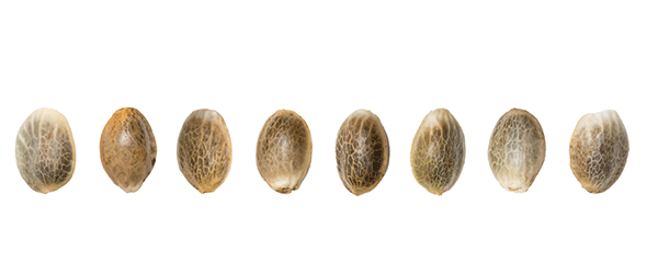 Close up from Cannabis Seeds