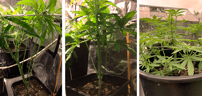 Defoliation Mistakes