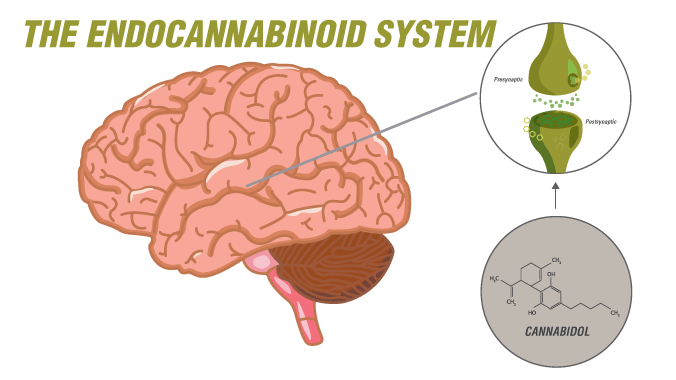 The Endocannabinoid System