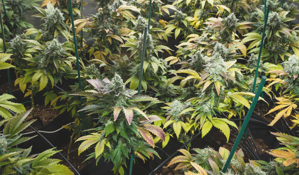 Growing Cannabis Indoor