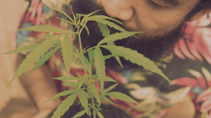 Cannabis Plant grown at home
