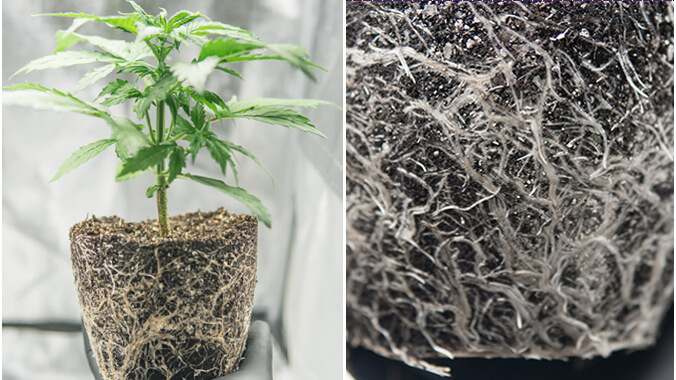 Smart Pots And Air Pots Pruning The Root Zone For Cannabis Health