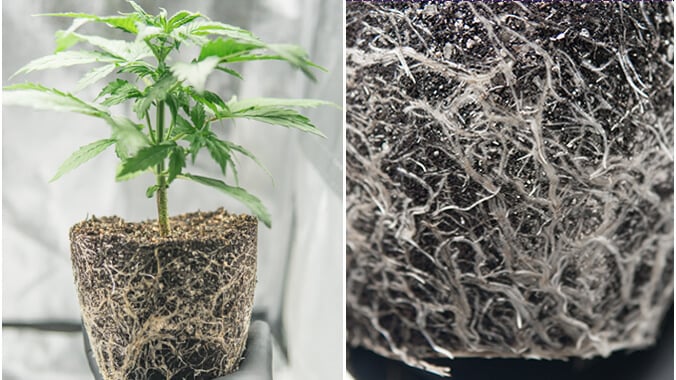 Roots from cannabis plants