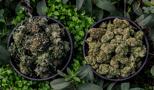 Best strains for daytime smoke