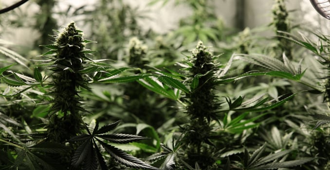 c02 cannabis crop