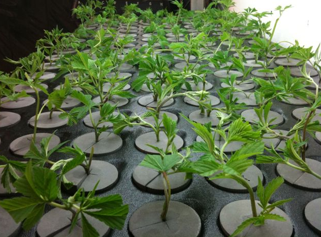 Clones de cannabis 