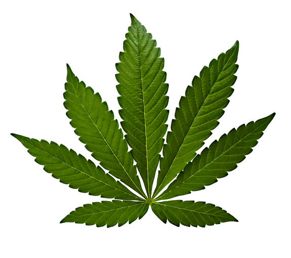 Cannabis Indica Leaf