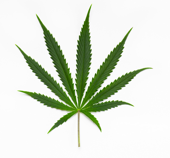 Cannabis Sativa Leaf