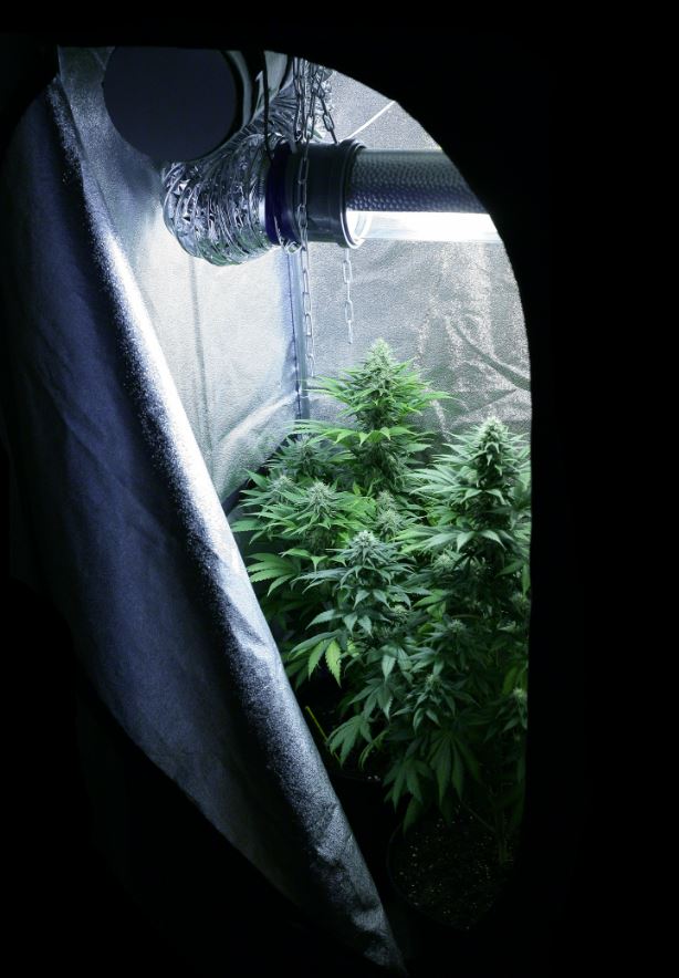 Cannabis grow tent