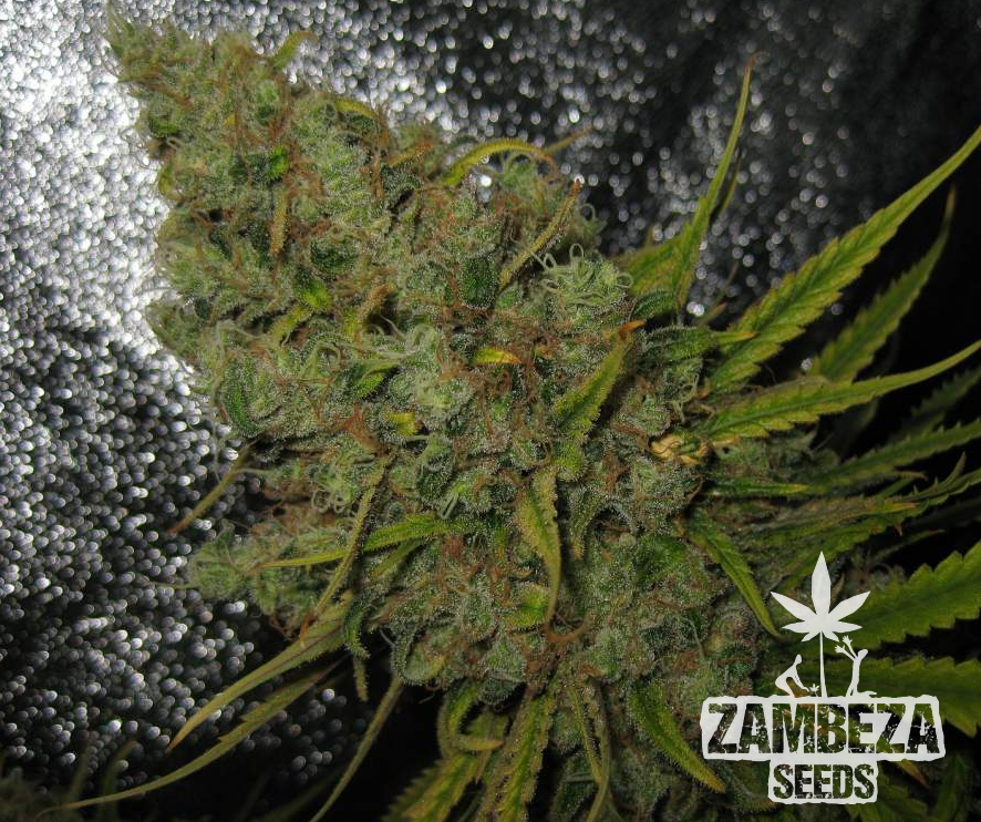 Original Amnesia Haze Feminized Cannabis Seeds