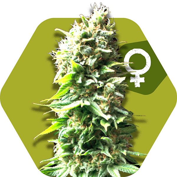 Skunk feminized cannabis strain