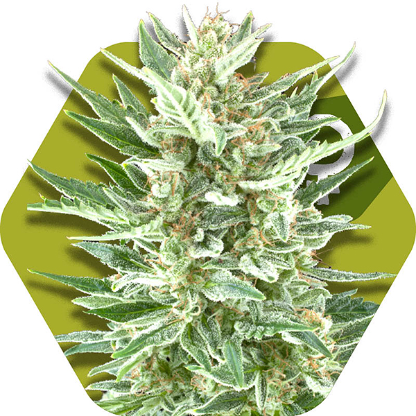 Zambeza's Top 10 Strongest Strains