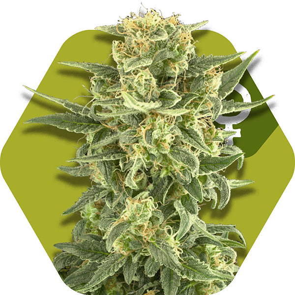 White cheese Cannabis strain