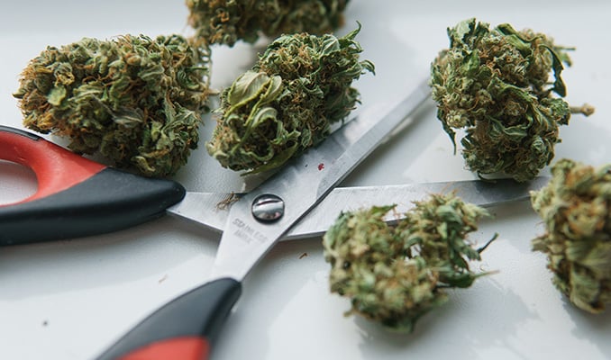 5 Ways to Grind Your Weed Without A Grinder
