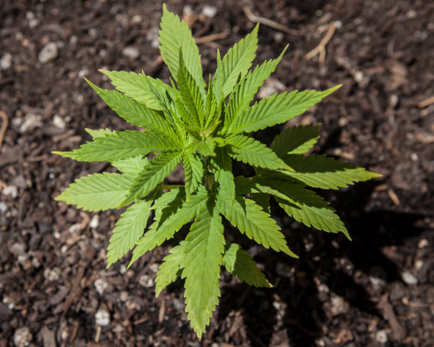  Petit Plante de Cannabis