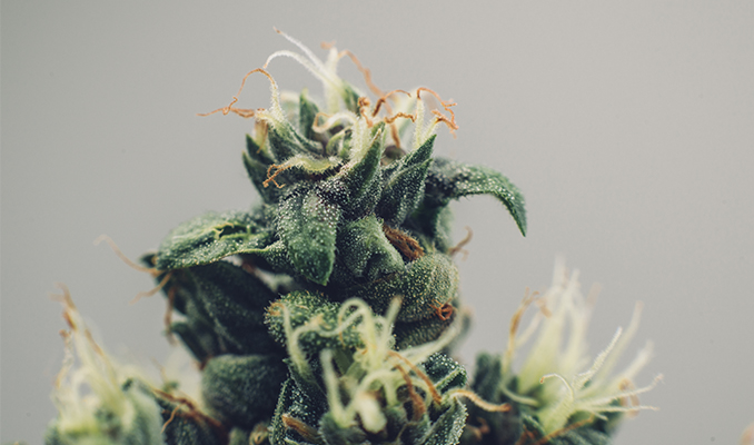 What Are Cannabis Hybrids And How Are They Created?