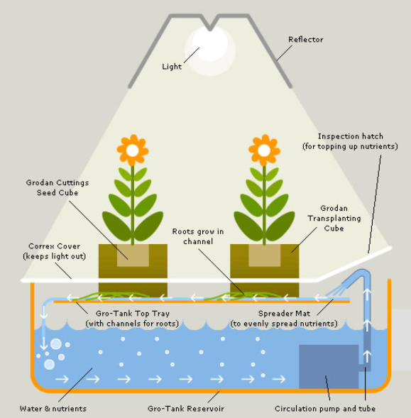 Hydroponic marijuana growing