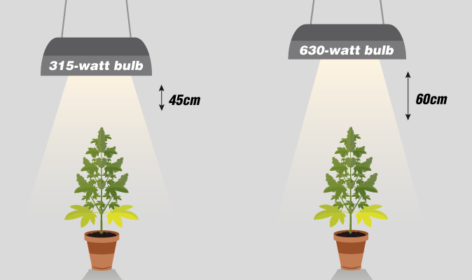 Distance between lec lights and plants