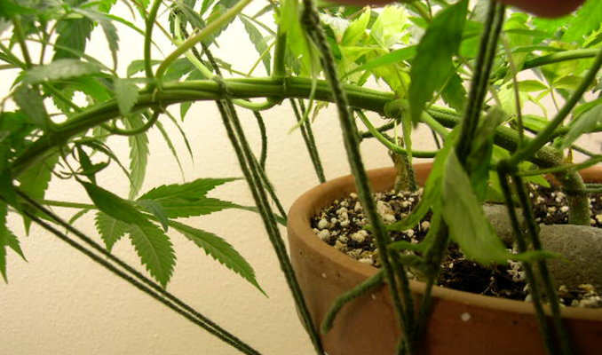 Low Stress Training: Increasing Your Cannabis Plant Yield