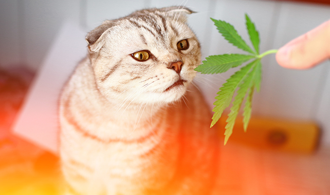 How CBD Can Help Your Pets