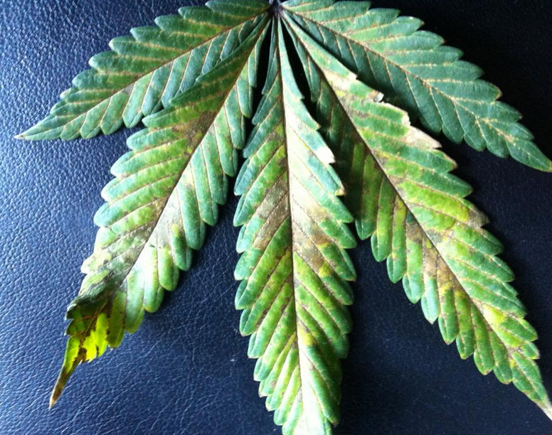 Phosphorus deficiency cannabis