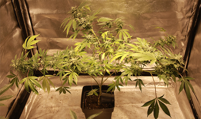 Defoliation: A Risky Method to Increase Yield