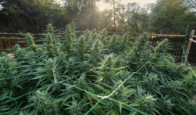 The Complete Guide On How To Grow Cannabis Outdoors