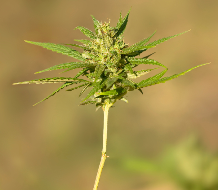 Cannabis plants marijuana