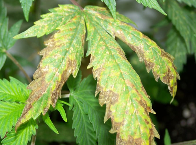 Potassium Deficiency cannabis plant