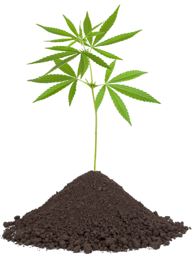 Create the best soil for your marijuana