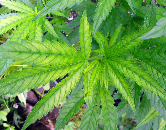 Sulfur deficiency cannabis