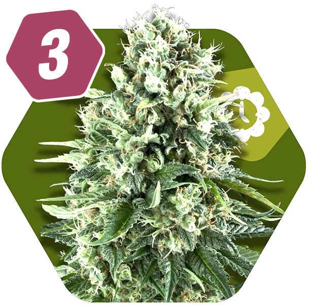 Super Silver Haze Autoflowering Feminzed Cannabis Seeds