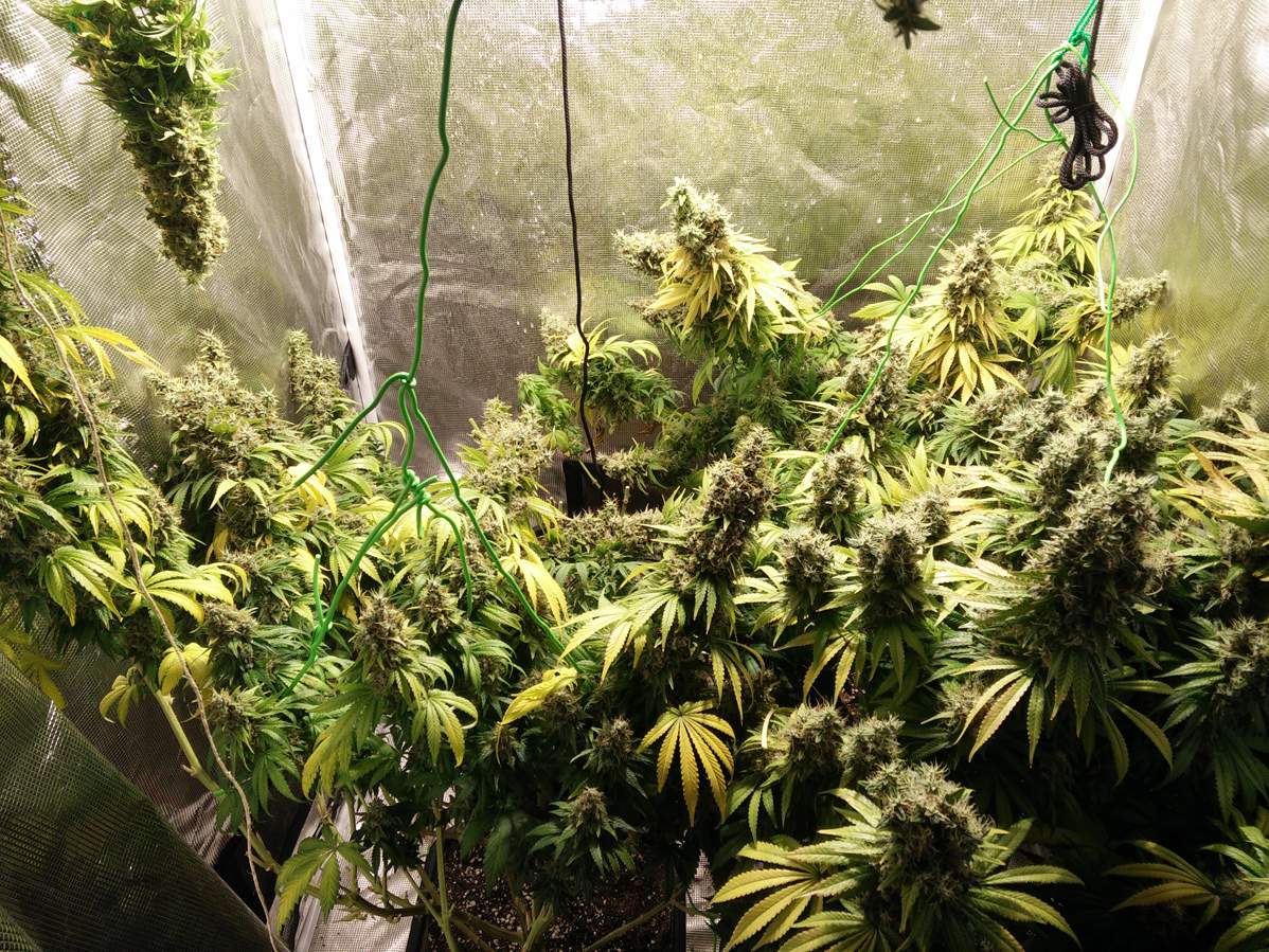 Super Silver Haze in flowering phase