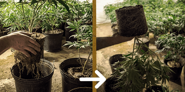 Transplant cannabis plants