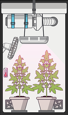 AIR FLOW & ODOUR CONTROL cannabis