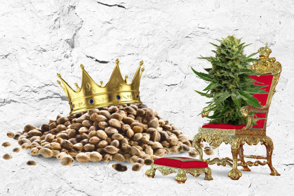 Cannabis Trône du roi Willem Alexander