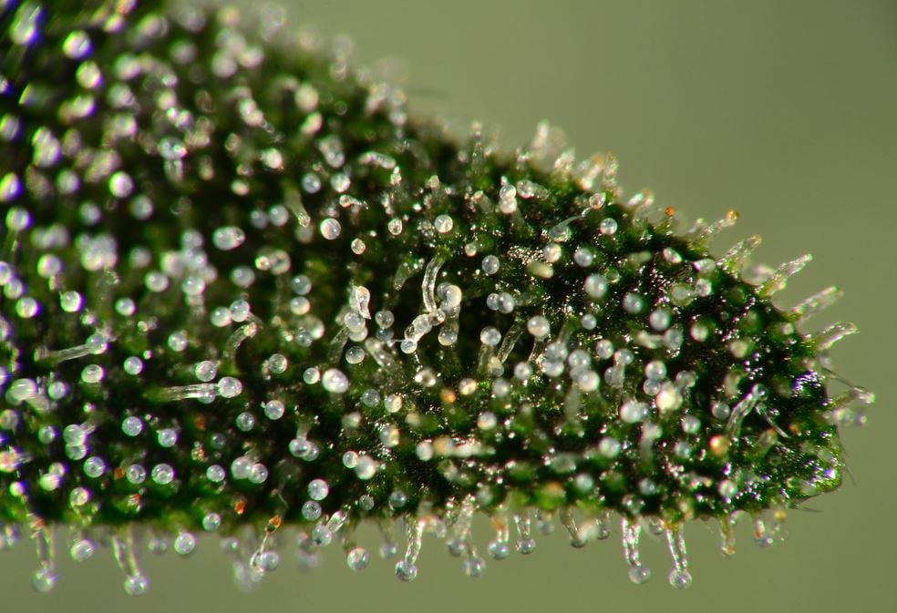 Trichomes