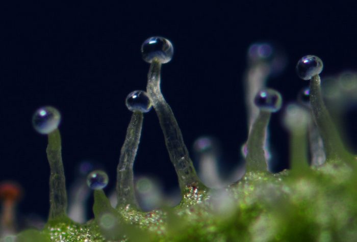 Cannabis Transparant Trichomes