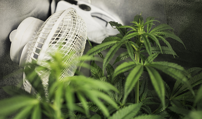 The Importance Of Airflow When Growing Cannabis 