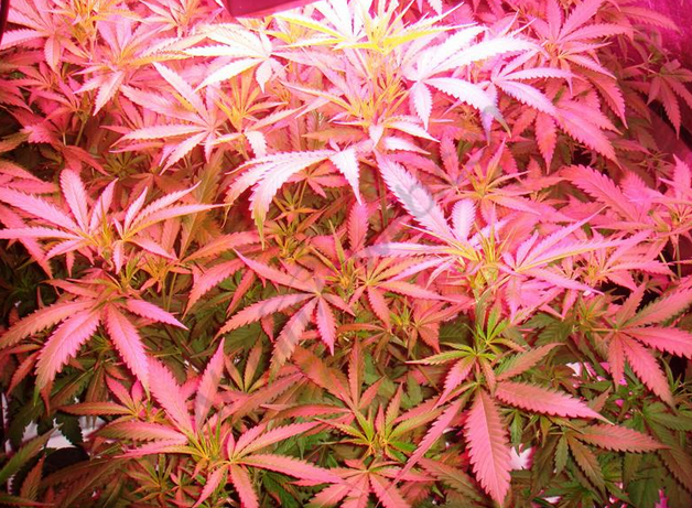 Aeroponic cannabis plants
