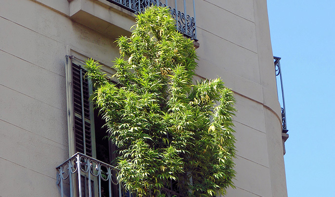 Growing Weed On A Balcony