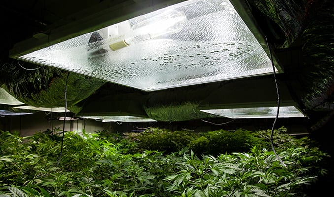 Making The Best Grow Environment For Cannabis 