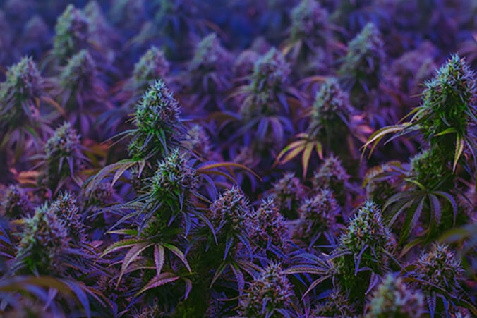 Cultivo exterior de Cannabis Púrpura
