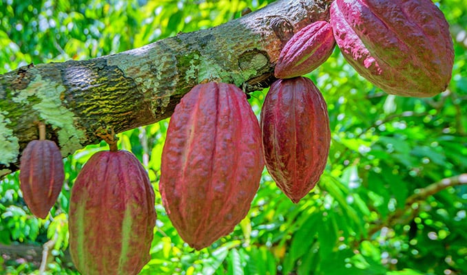 COCOA TREE