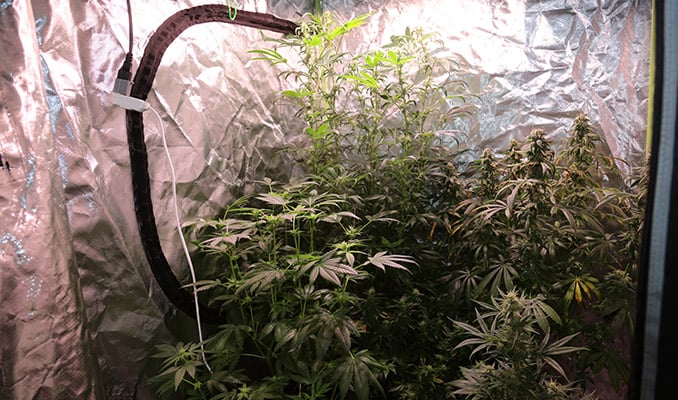 How To Control Summer Heat In Your Indoor Grow Room