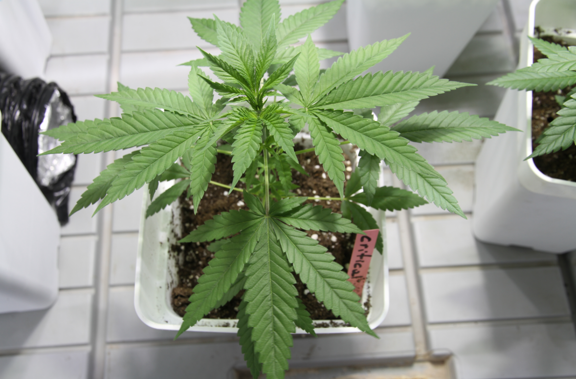 critical pride cannabis plant
