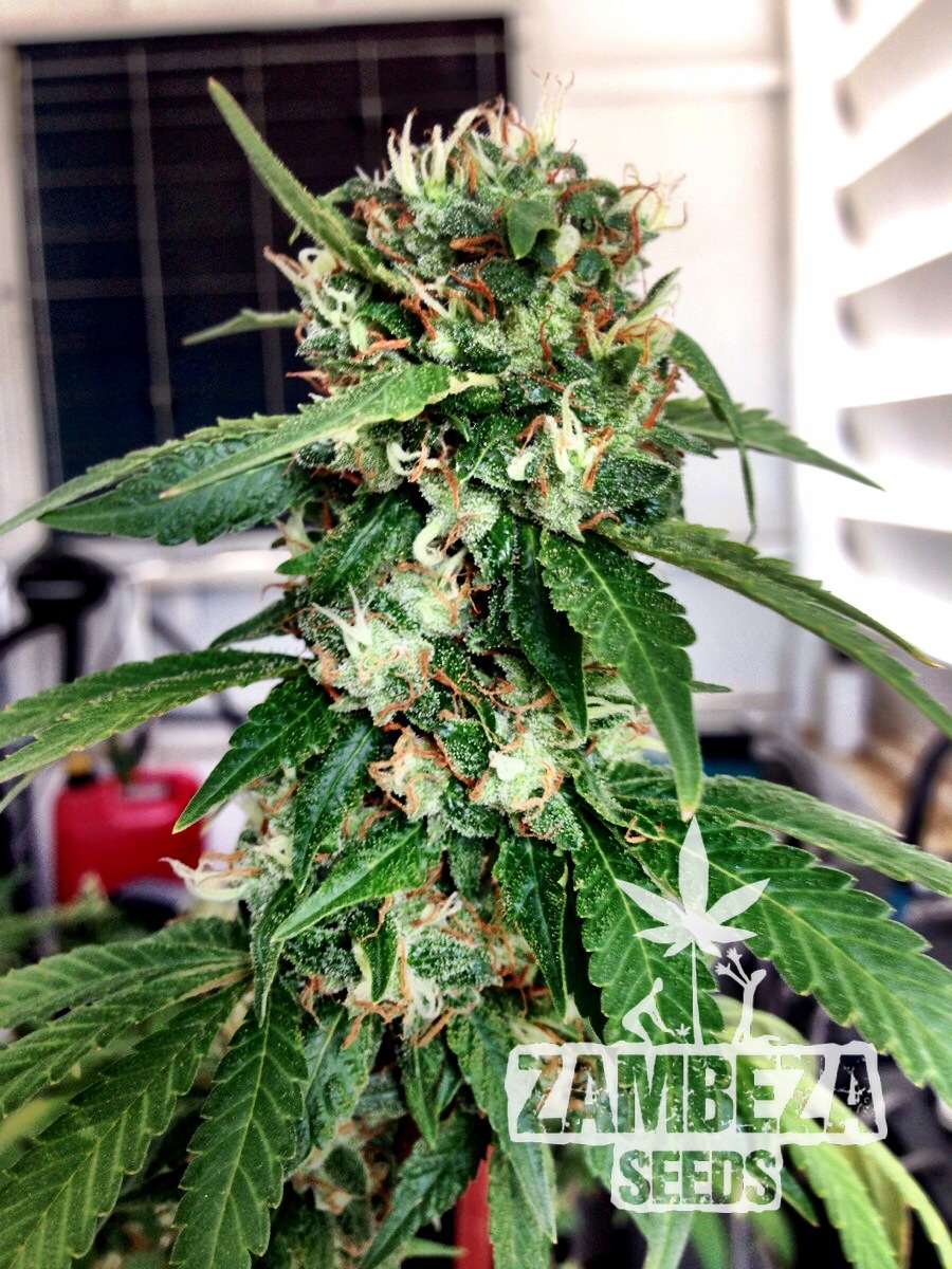 Blueberry Haze Feminized Cannabis Seeds